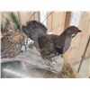 Image 9 : Male & Female Spruce Grouse In Glass Display Bird Taxidermy