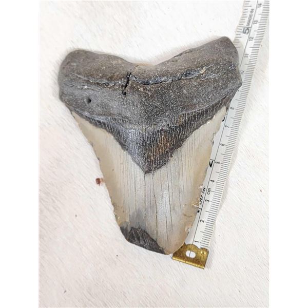 Fossilized Megalodon Shark Tooth