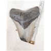 Image 1 : Fossilized Megalodon Shark Tooth