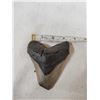 Image 2 : Fossilized Megalodon Shark Tooth