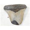 Image 3 : Fossilized Megalodon Shark Tooth