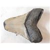 Image 4 : Fossilized Megalodon Shark Tooth