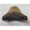 Image 5 : Fossilized Megalodon Shark Tooth