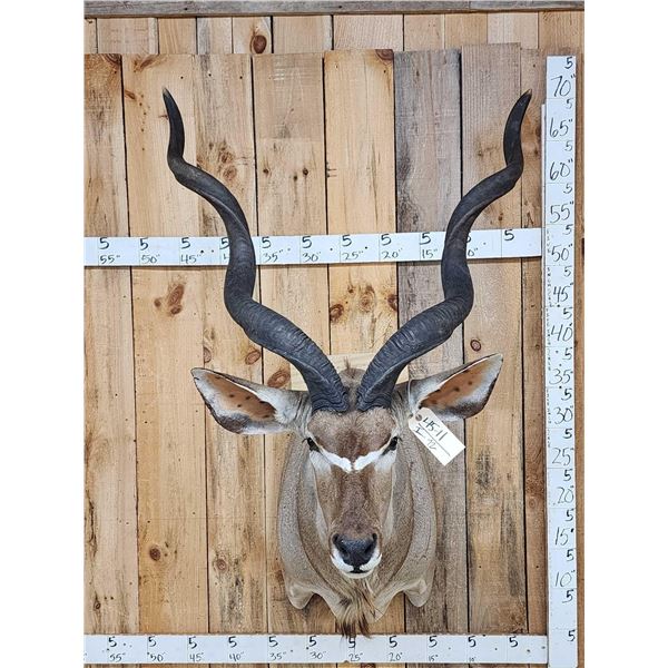 Big African Kudu Shoulder Mount Taxidermy