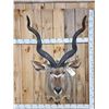 Image 1 : Big African Kudu Shoulder Mount Taxidermy