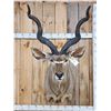 Image 2 : Big African Kudu Shoulder Mount Taxidermy
