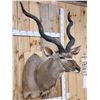 Image 3 : Big African Kudu Shoulder Mount Taxidermy