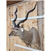 Image 4 : Big African Kudu Shoulder Mount Taxidermy