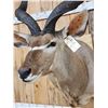 Image 5 : Big African Kudu Shoulder Mount Taxidermy