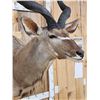 Image 6 : Big African Kudu Shoulder Mount Taxidermy