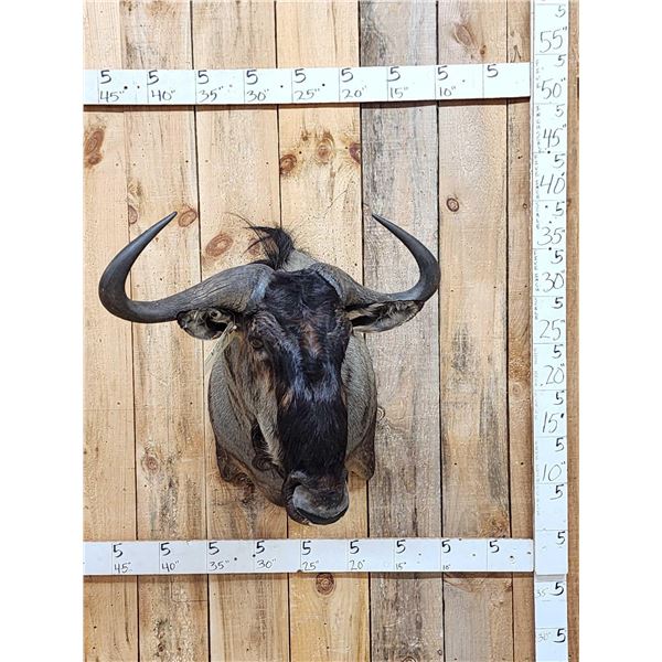 African Blue Wildebeest Shoulder Mount Taxidermy