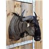 Image 2 : African Blue Wildebeest Shoulder Mount Taxidermy