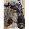 Image 3 : African Blue Wildebeest Shoulder Mount Taxidermy