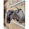 Image 4 : African Blue Wildebeest Shoulder Mount Taxidermy