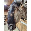 Image 5 : African Blue Wildebeest Shoulder Mount Taxidermy