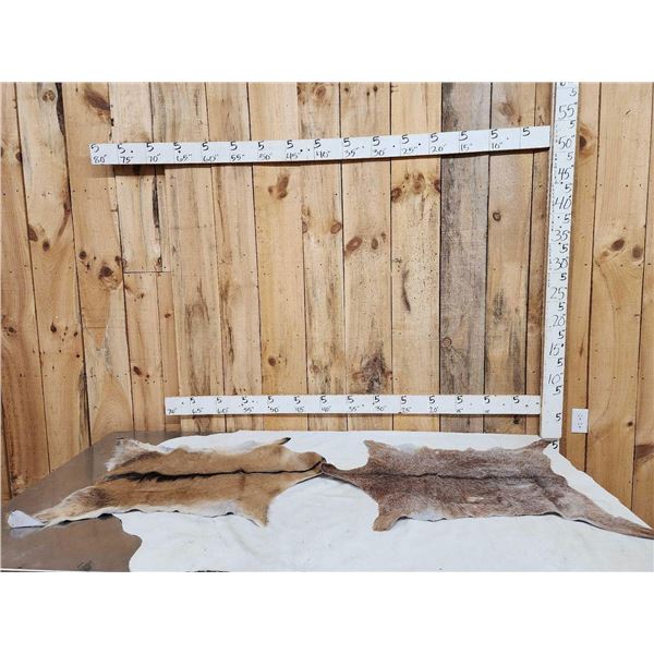 2 Soft Tanned Goat Skins Taxidermy