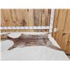 Image 2 : 2 Soft Tanned Goat Skins Taxidermy