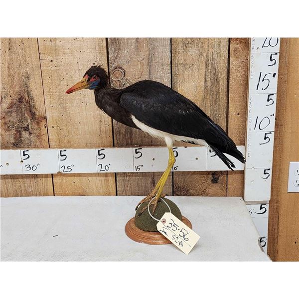 Abdim's Stork Full Body Bird Taxidermy