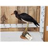 Image 1 : Abdim's Stork Full Body Bird Taxidermy