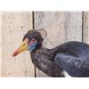 Image 2 : Abdim's Stork Full Body Bird Taxidermy