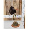 Image 3 : Abdim's Stork Full Body Bird Taxidermy