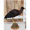 Image 4 : Abdim's Stork Full Body Bird Taxidermy