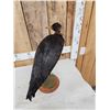 Image 5 : Abdim's Stork Full Body Bird Taxidermy
