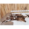 Image 3 : 2 Soft Tanned Goat Skins Taxidermy