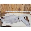 Image 6 : 2 Soft Tanned Goat Skins Taxidermy