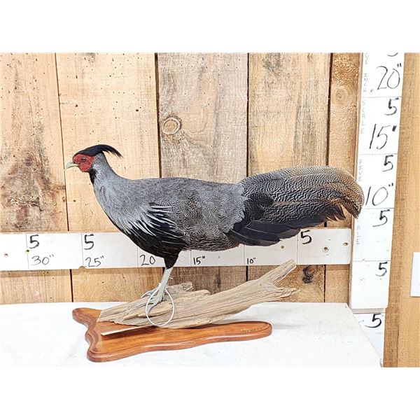 Kalij Pheasant Full Body Bird Taxidermy