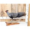Image 1 : Kalij Pheasant Full Body Bird Taxidermy