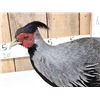 Image 3 : Kalij Pheasant Full Body Bird Taxidermy