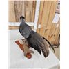 Image 4 : Kalij Pheasant Full Body Bird Taxidermy