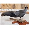 Image 5 : Kalij Pheasant Full Body Bird Taxidermy