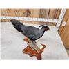 Image 6 : Kalij Pheasant Full Body Bird Taxidermy