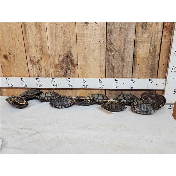 10 Red Eared Slider Turtle Shells Taxidermy
