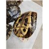 Image 3 : 10 Red Eared Slider Turtle Shells Taxidermy