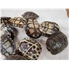 Image 6 : 10 Red Eared Slider Turtle Shells Taxidermy