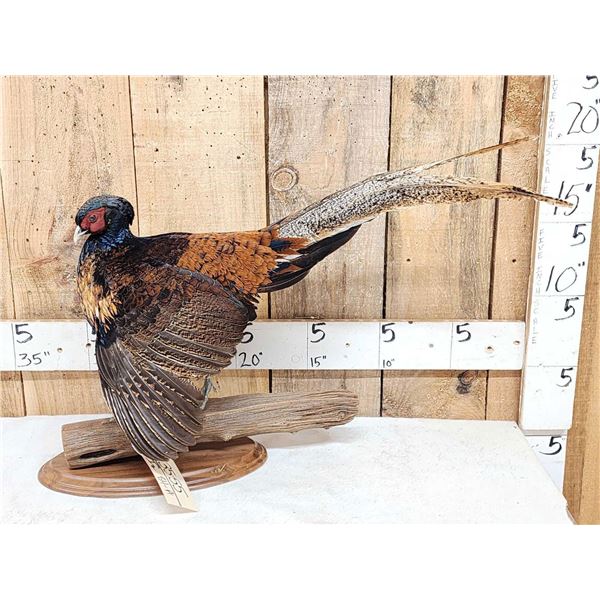 Rare Royal Pheasant In Full Strut Full Body Bird Taxidermy