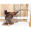 Image 1 : Rare Royal Pheasant In Full Strut Full Body Bird Taxidermy