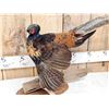 Image 2 : Rare Royal Pheasant In Full Strut Full Body Bird Taxidermy
