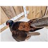 Image 3 : Rare Royal Pheasant In Full Strut Full Body Bird Taxidermy