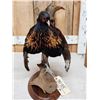 Image 4 : Rare Royal Pheasant In Full Strut Full Body Bird Taxidermy