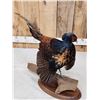 Image 5 : Rare Royal Pheasant In Full Strut Full Body Bird Taxidermy