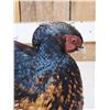 Image 6 : Rare Royal Pheasant In Full Strut Full Body Bird Taxidermy
