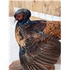 Image 7 : Rare Royal Pheasant In Full Strut Full Body Bird Taxidermy