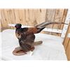 Image 9 : Rare Royal Pheasant In Full Strut Full Body Bird Taxidermy