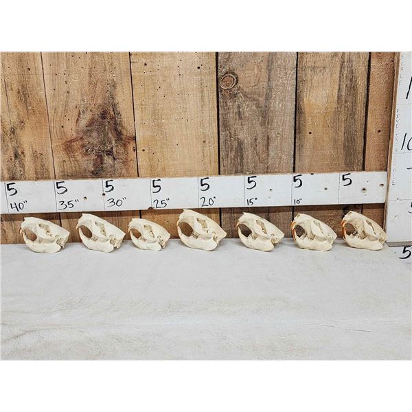 7 Beaver Skulls Taxidermy
