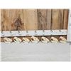 Image 1 : 7 Beaver Skulls Taxidermy