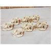 Image 4 : 7 Beaver Skulls Taxidermy